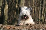 SKYE TERRIER 010